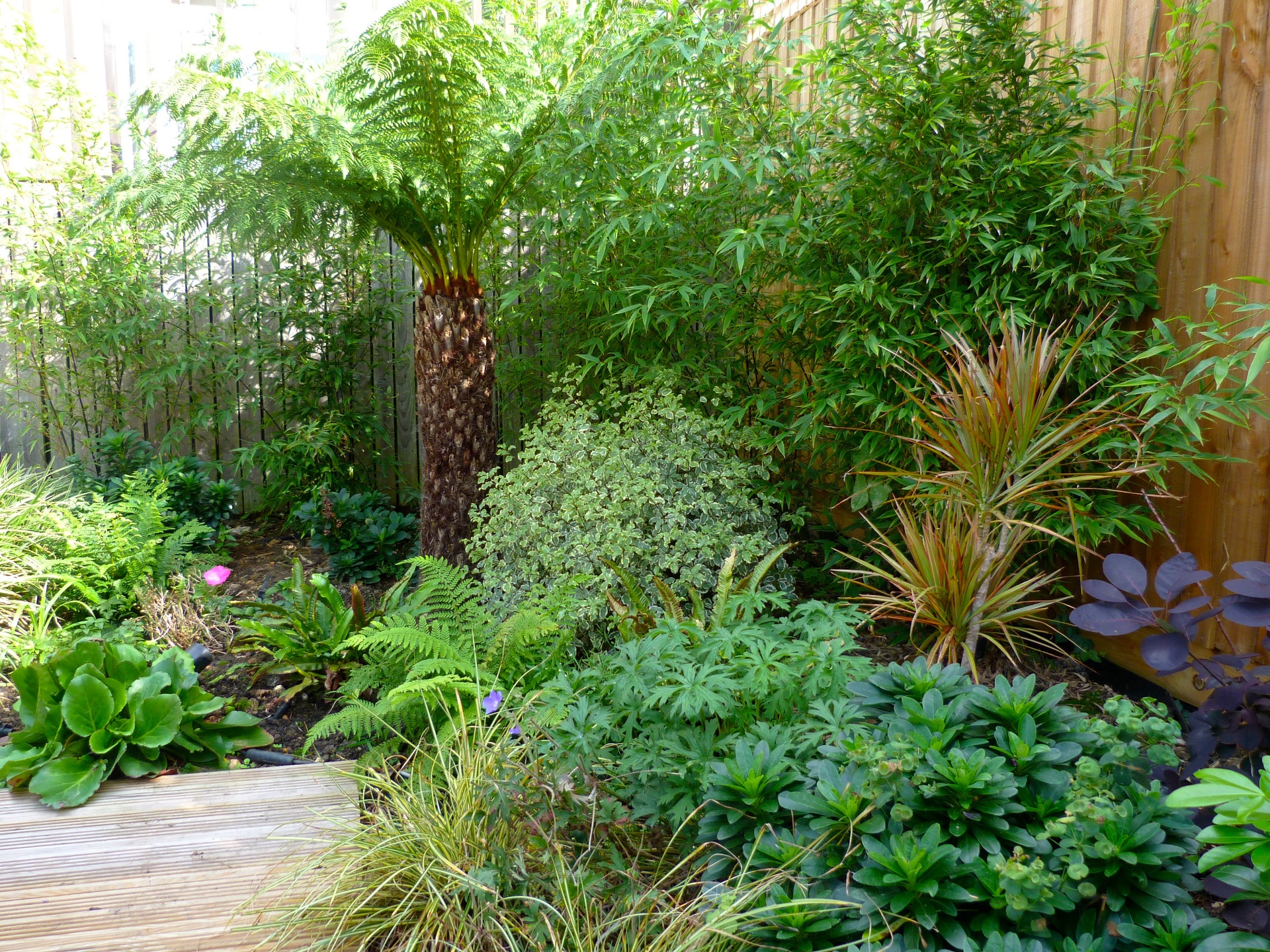 Tropical Garden with Outdoor Dining Area, West London – PSGardenDesign